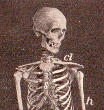 Adapted from Sue Clark (Flickr: pg 192 Human Skeleton, public domain